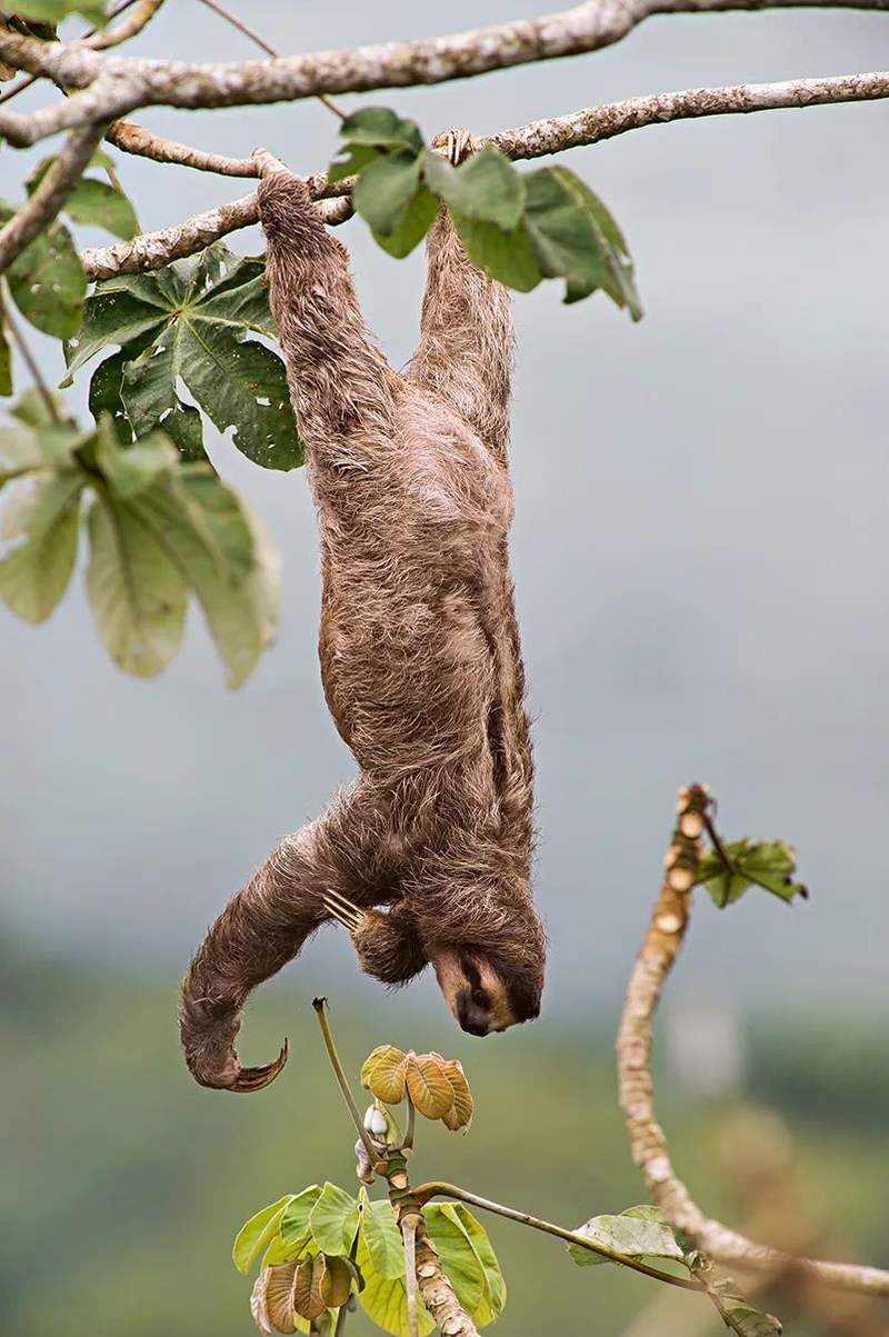 树懒慢性子的生存哲学
