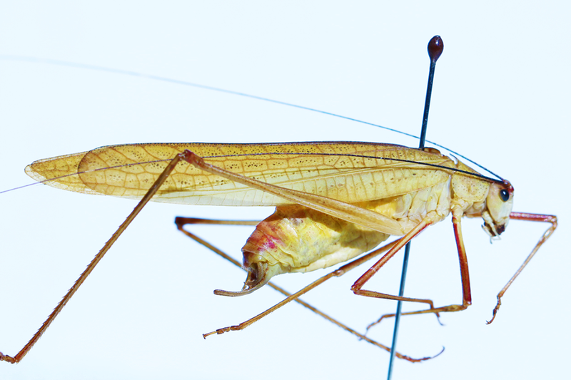 身边的多样生物77丨顺义发现4种直翅目昆虫1种为北京新记录种