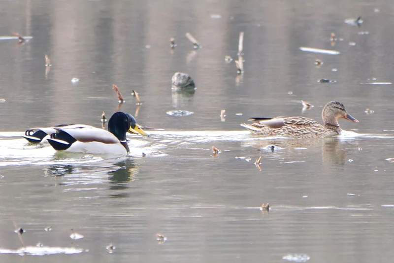 春江水暖鸭先知东郊公园顺义园野鸭成群把春报