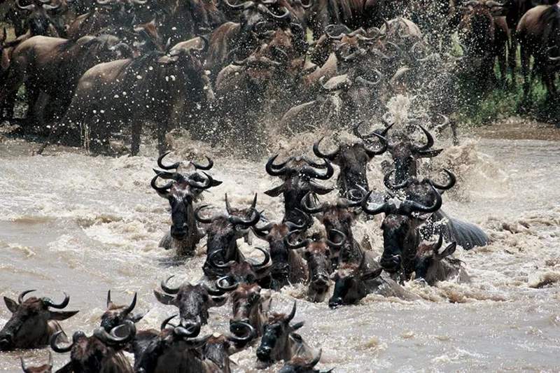 角马追魂夺命马拉河