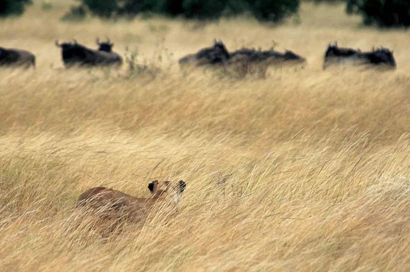 角马追魂夺命马拉河