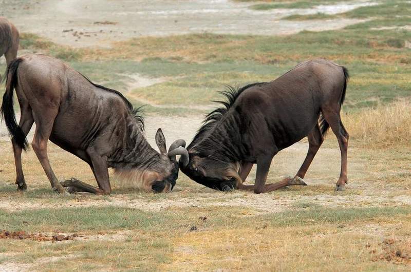 角马追魂夺命马拉河