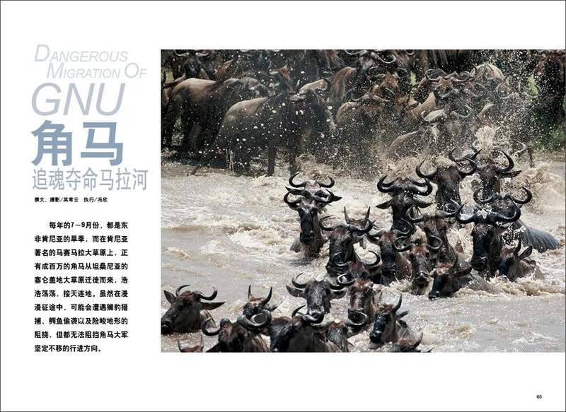 角马追魂夺命马拉河