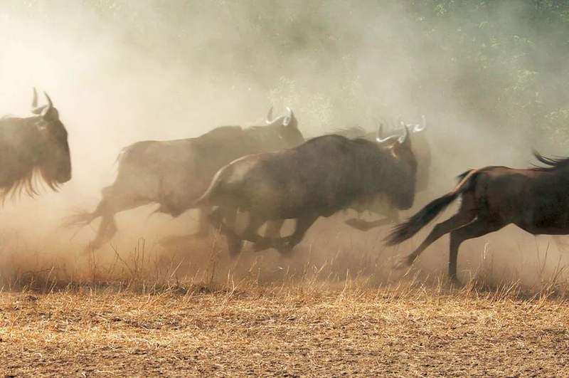 角马追魂夺命马拉河