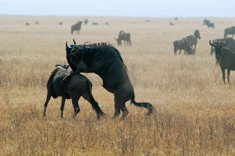 角马追魂夺命马拉河