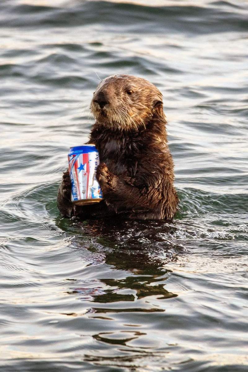 鼬鼬鼬鼬鼬疯了