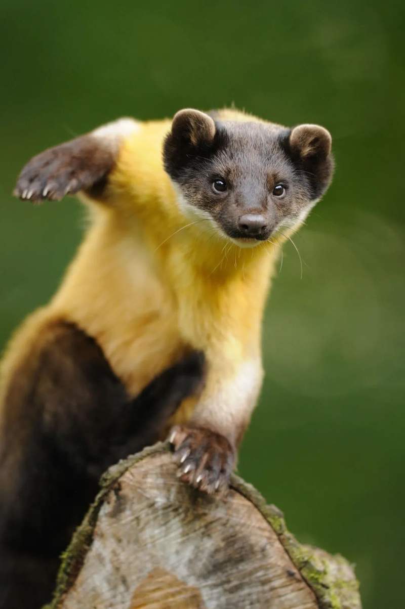 鼬鼬鼬鼬鼬疯了