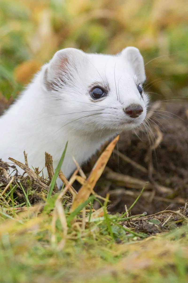 鼬鼬鼬鼬鼬疯了