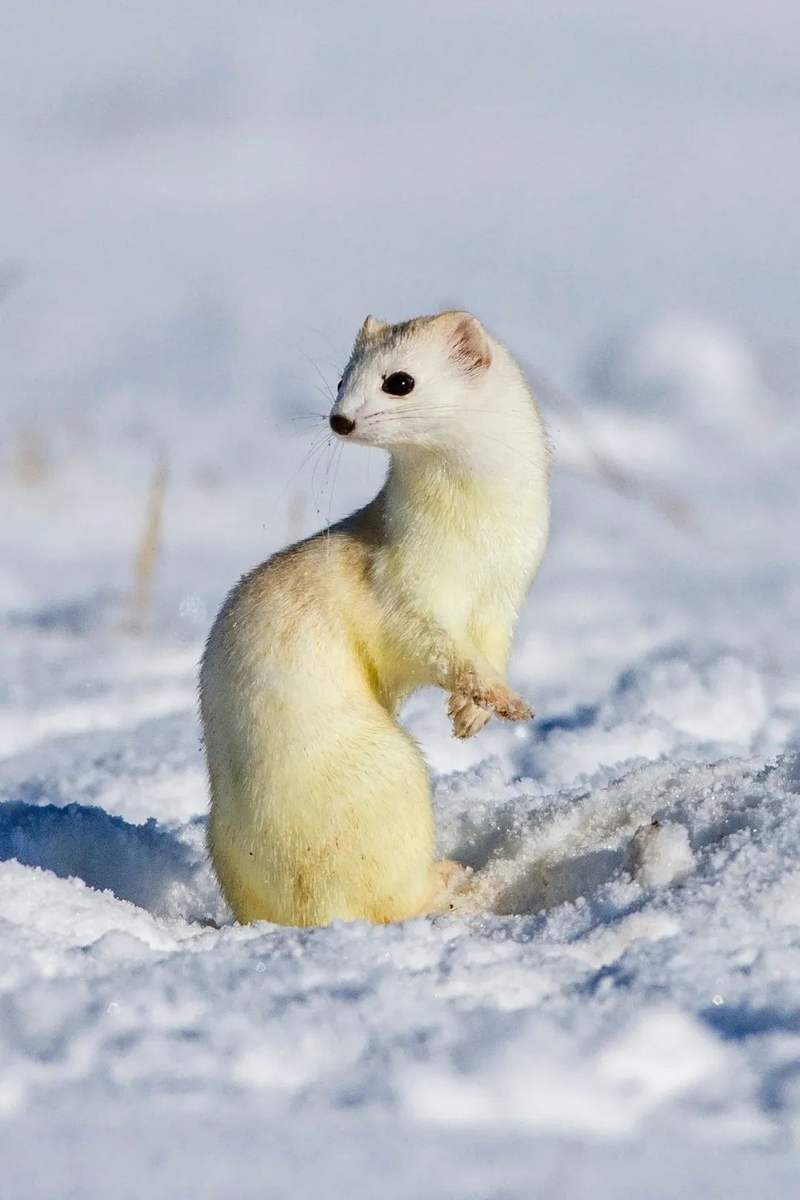 鼬鼬鼬鼬鼬疯了