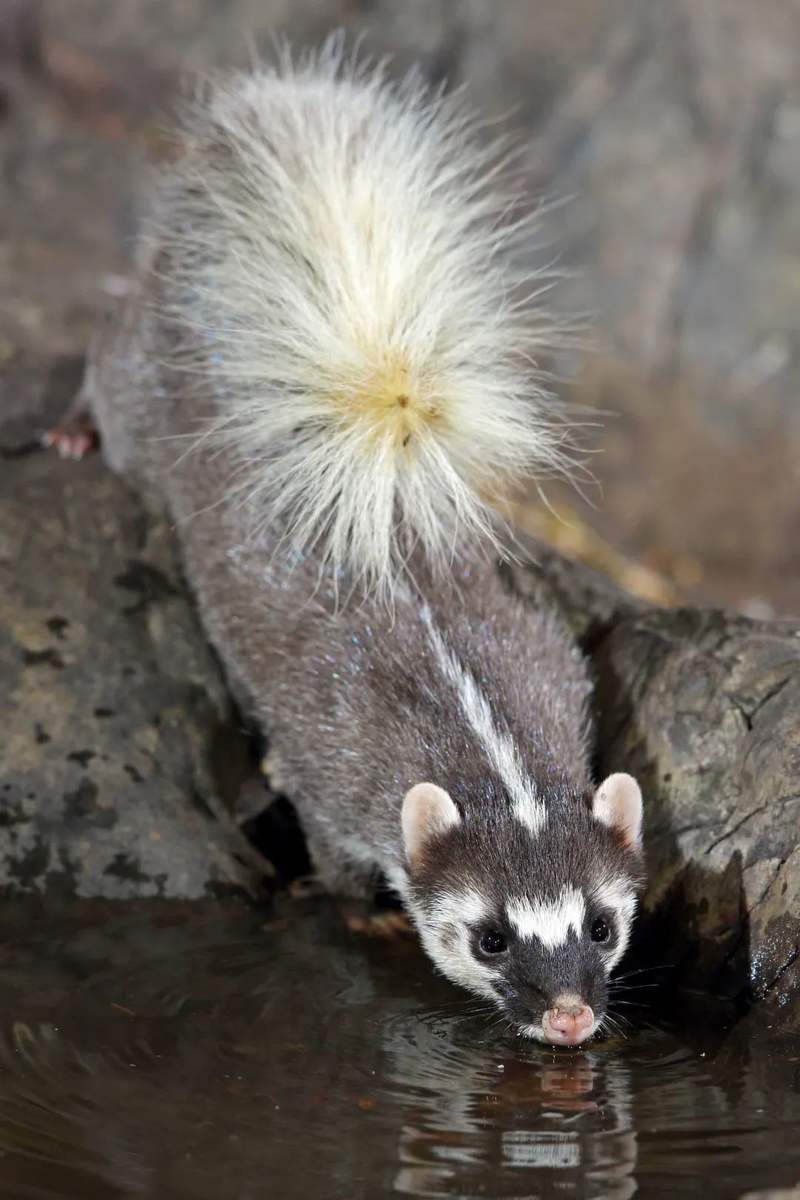 鼬鼬鼬鼬鼬疯了