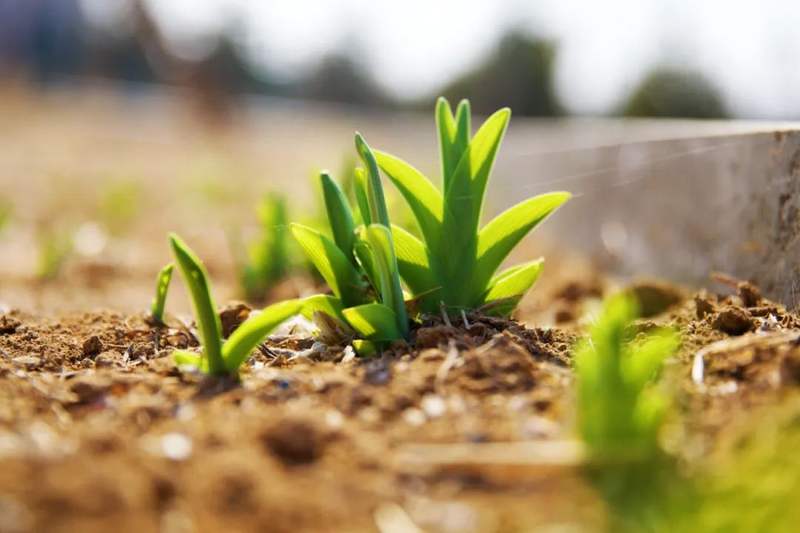 柳枝青青随着阵阵春风摇曳生姿让我们一起奔赴春日好时光感受春天