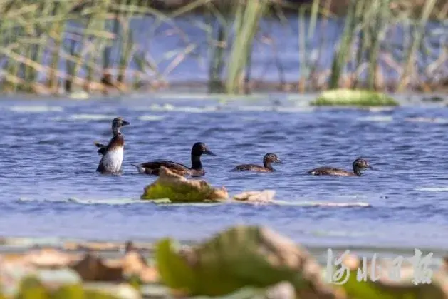 从蓝图到现实看雄安拔节生长