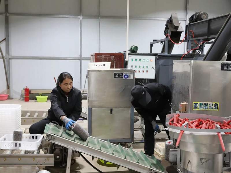 "食用菌工厂目前日产食用菌菌种1万袋,年产鲜菌菇1500吨,年产菌渣有机