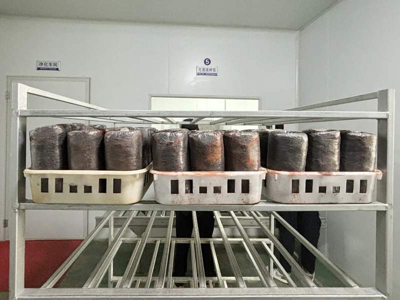 自动化设备将搅拌好的培养料灌入一个个塑料袋内,随着机器转动,食用菌