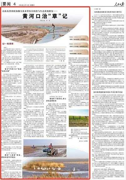 人民日报一线调研聚焦山东东营黄河口治草记