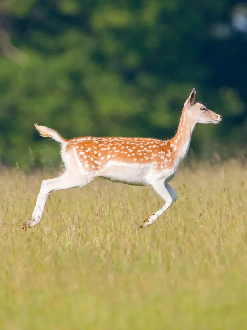 看!中国最壮丽的动物奇观
