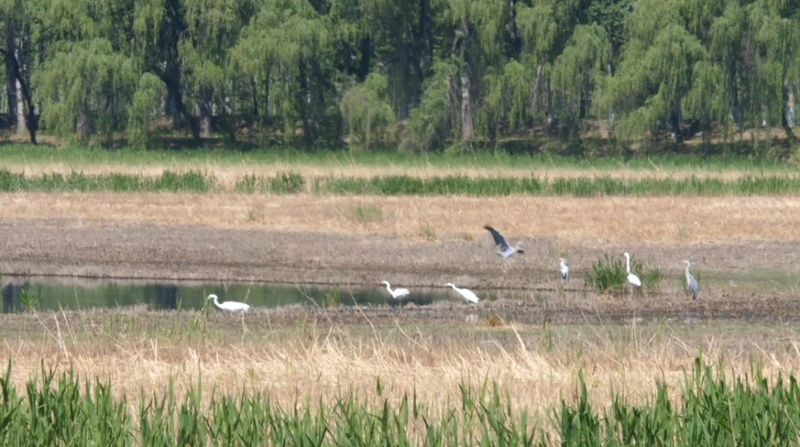 北京市新记录!鸟界的"顶级建筑师"到访顺义