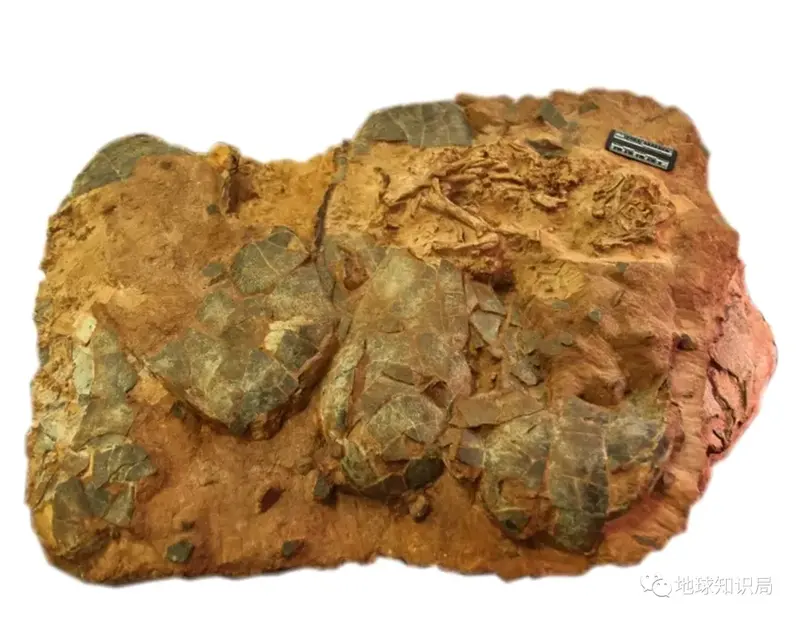 河南发现大宝贝,真中!