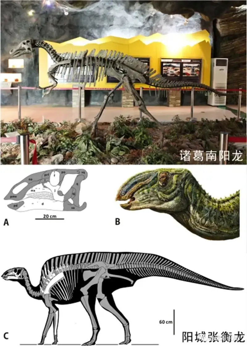 无比精彩2007年,河南省汝阳县刘店镇农民发现疑似恐龙骨骼化石,经由