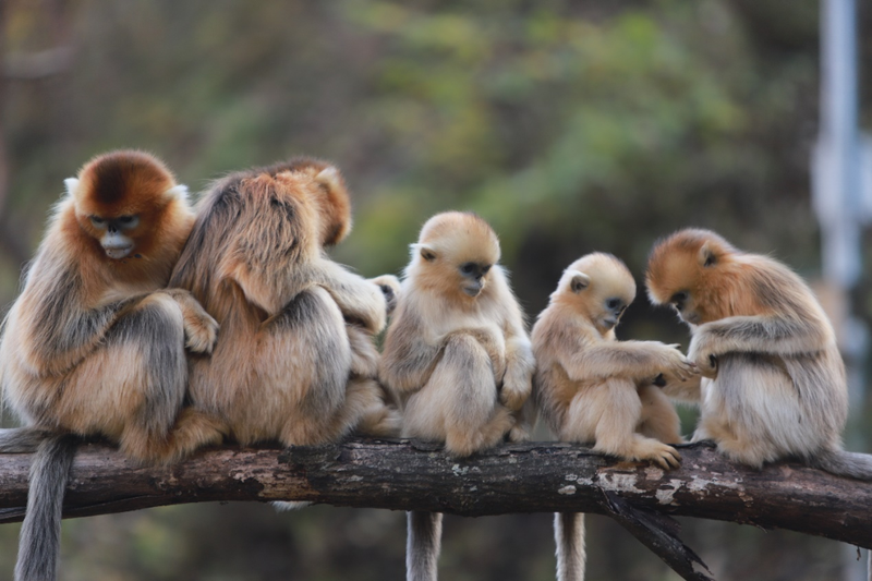 生物多样性优秀案例 | 陕西秦岭川金丝猴科学监测与保护