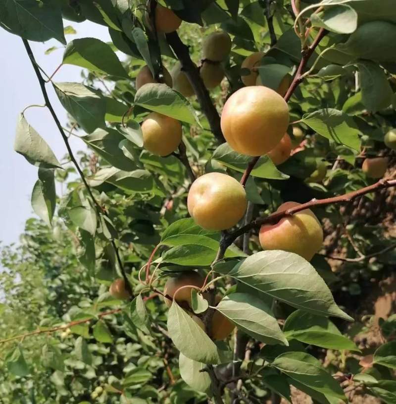 有"杏"遇见你,快来摘取你的小"杏"运