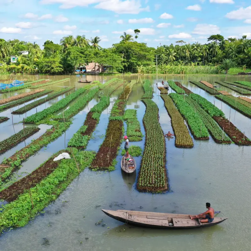 孟加拉国靠什么养活1.7亿人?