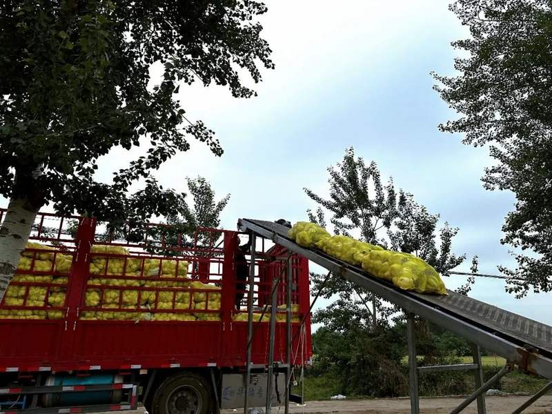 在雄安这里,超4000000棵"金娃娃"整装待发