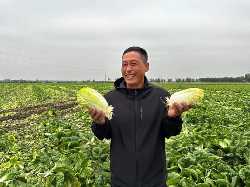 在雄安这里,超4000000棵"金娃娃"整装待发