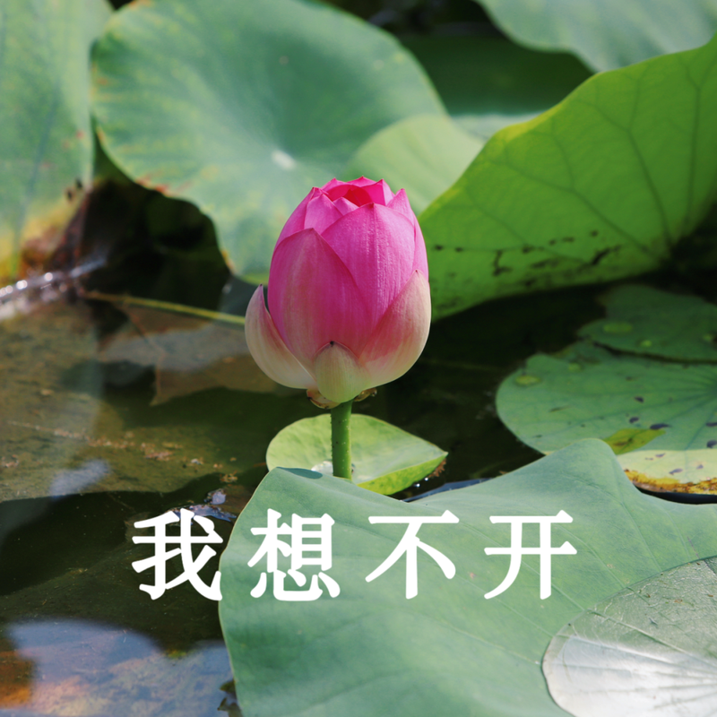 妈妈,您喜欢的"荷花头像"上新啦!