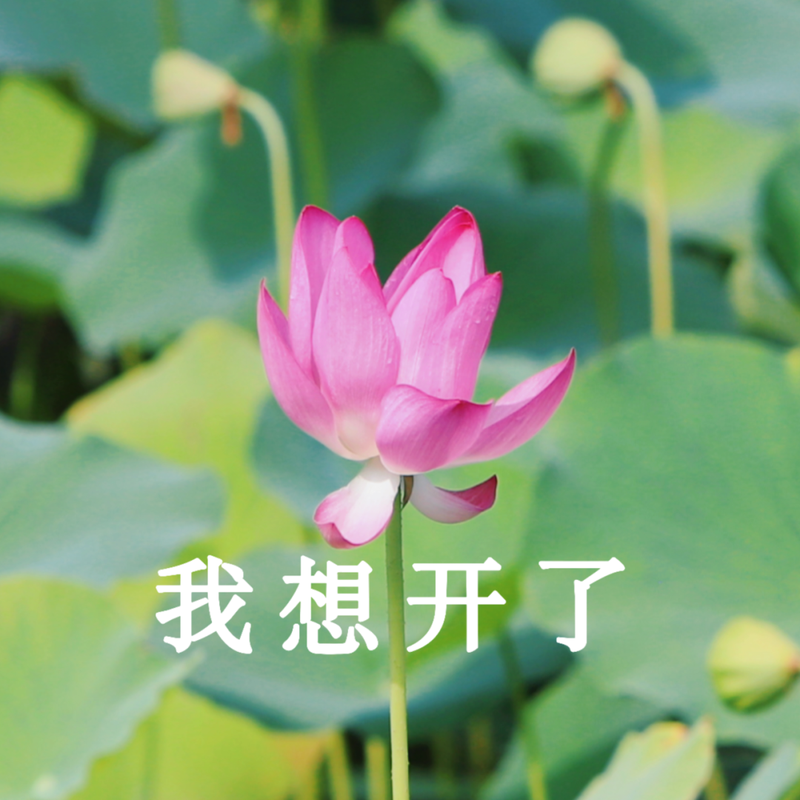 作为头像的年轻人也多了起来而在焦虑,摆烂负能量满满的当下中年人