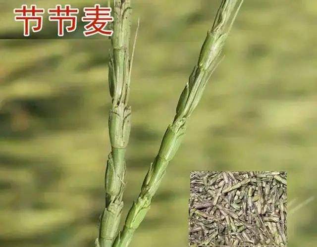小麦田节节麦,雀麦,野燕麦咋分辨?咋防治?4点技巧