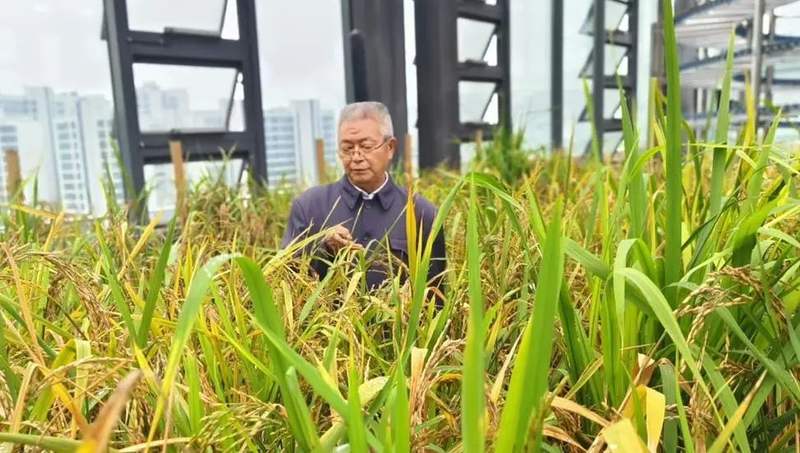 中组部老干部局推双先事迹，退休老农走出育种新稻路