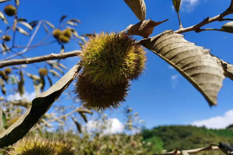 每日一福丨藏在栗壳里的幸福答案 — 新京报